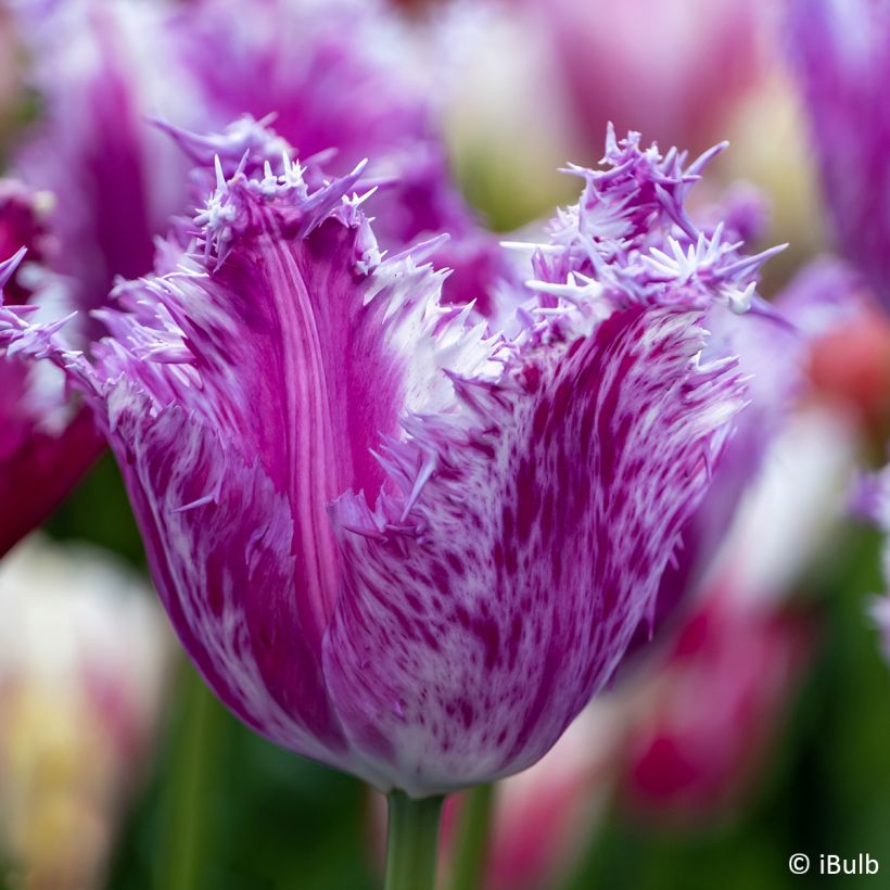 Gefranste Tulpe Purple Circus (Blüte)