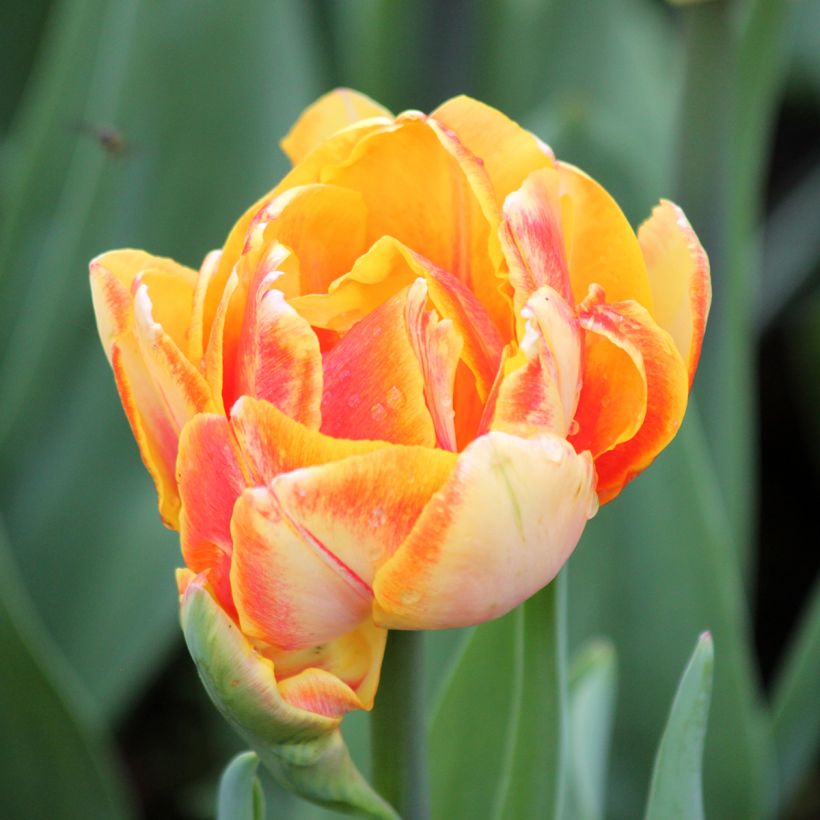 Frühe Gefüllte Tulpe Foxy Foxtrot (Blüte)