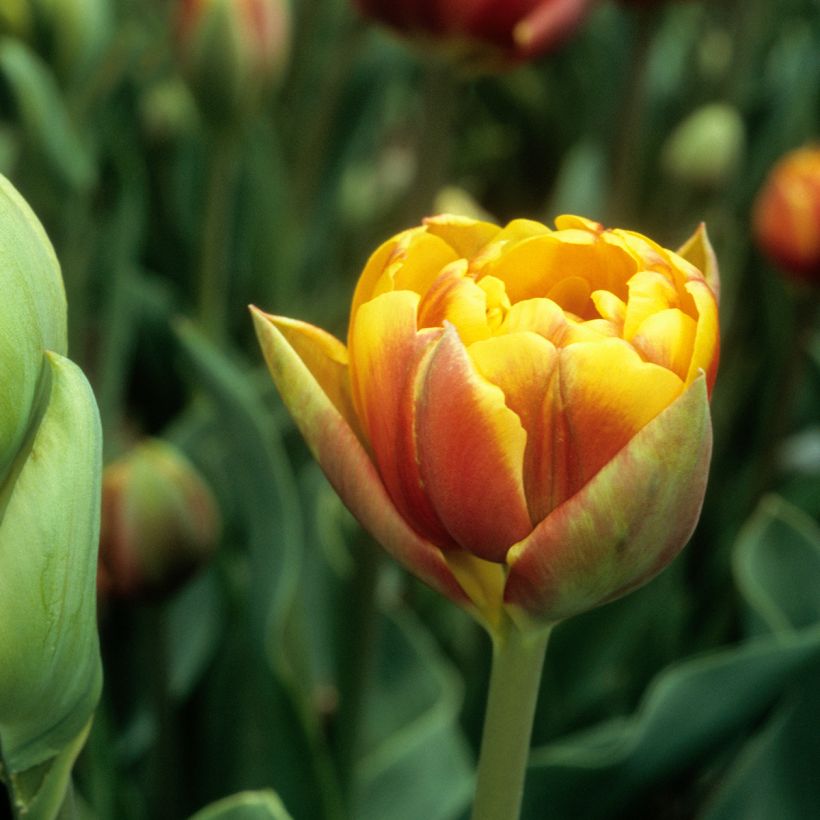 Späte Gefüllte Tulpe Bonanza (Blüte)