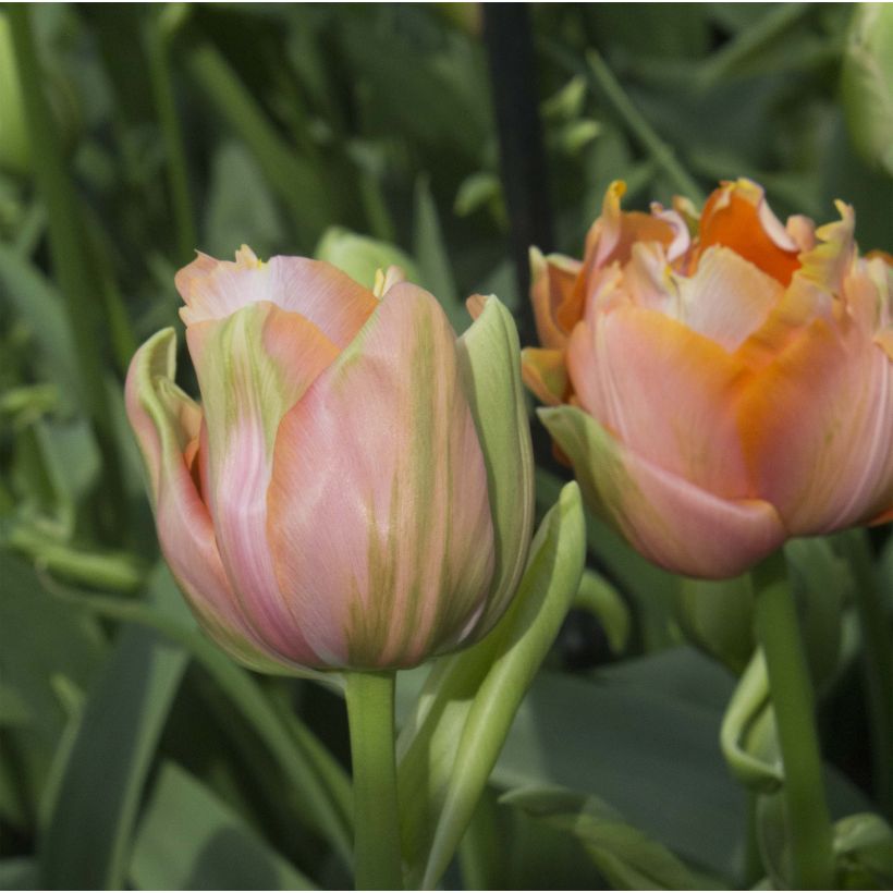 Späte Gefüllte Tulpe Menton Unique (Blüte)