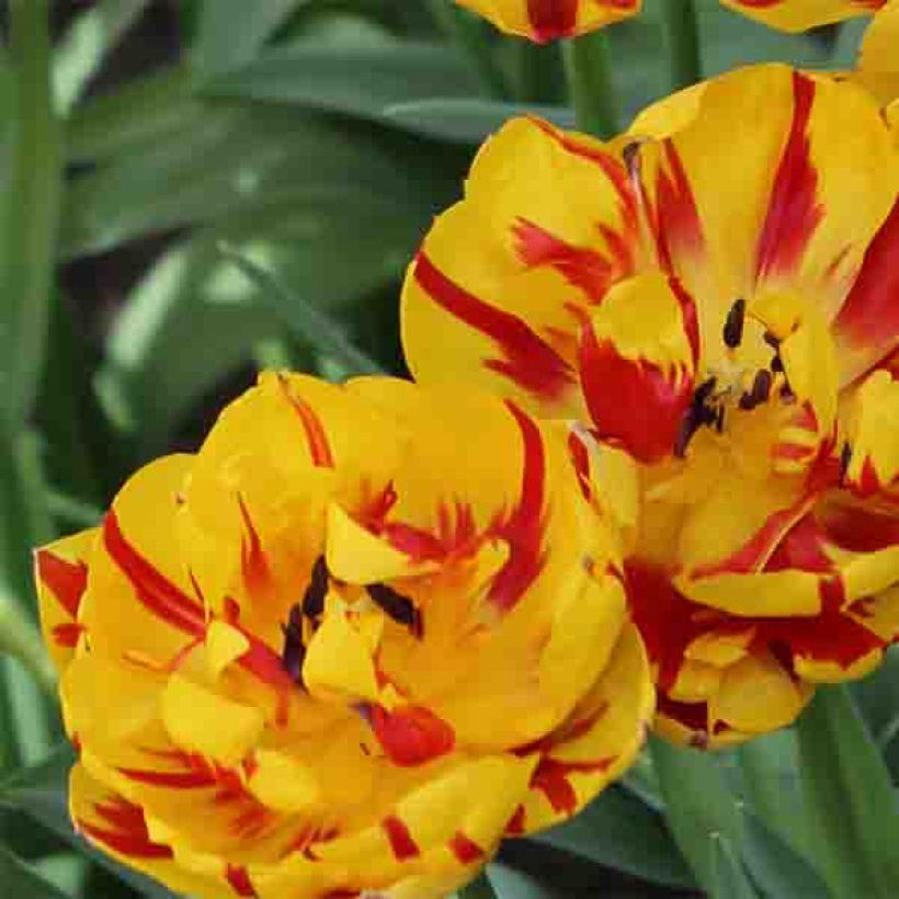 Späte Gefüllte Tulpe Nizza (Blüte)