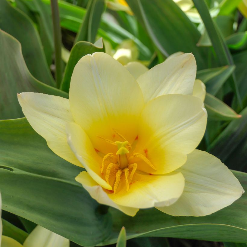 Tulipa greigii White Fire (Blüte)