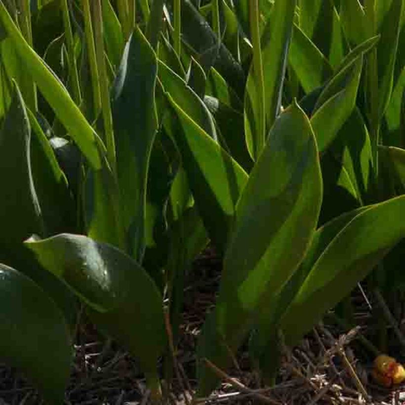 Frühe Einfache Tulpe Christmas Marvel (Laub)