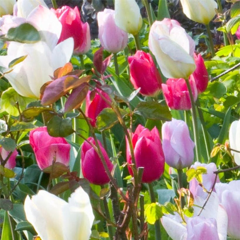 Frühe Einfache Tulpe Christmas Marvel (Blüte)