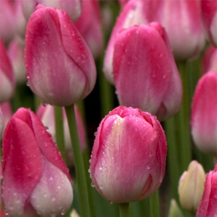 Späte Einfache Tulpe Dreamland (Blüte)