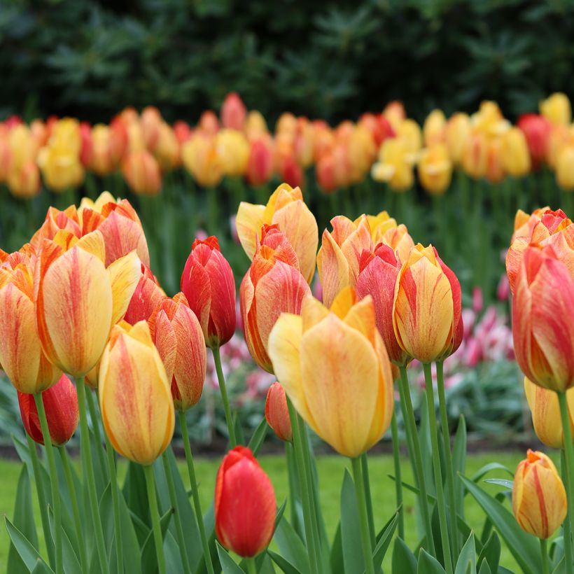 Späte Einfache Tulpe Rhapsody of Smiles (Hafen)