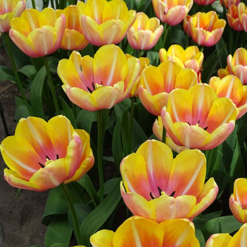Späte Einfache Tulpe Yellow Jumbo Beauty (Blüte)