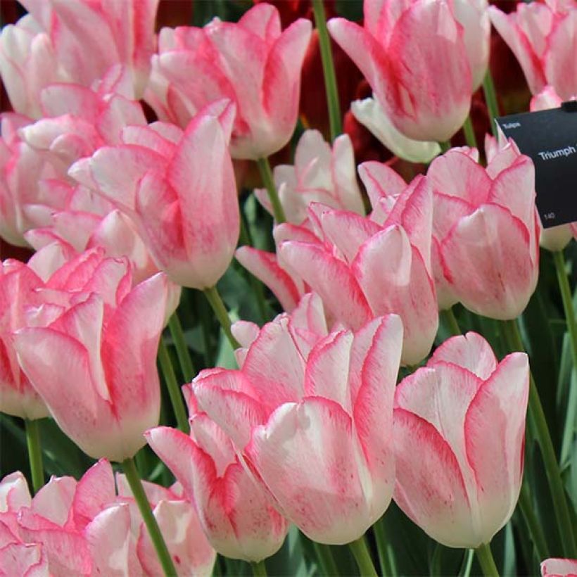 Triumph-Tulpe Beauty Trend (Blüte)