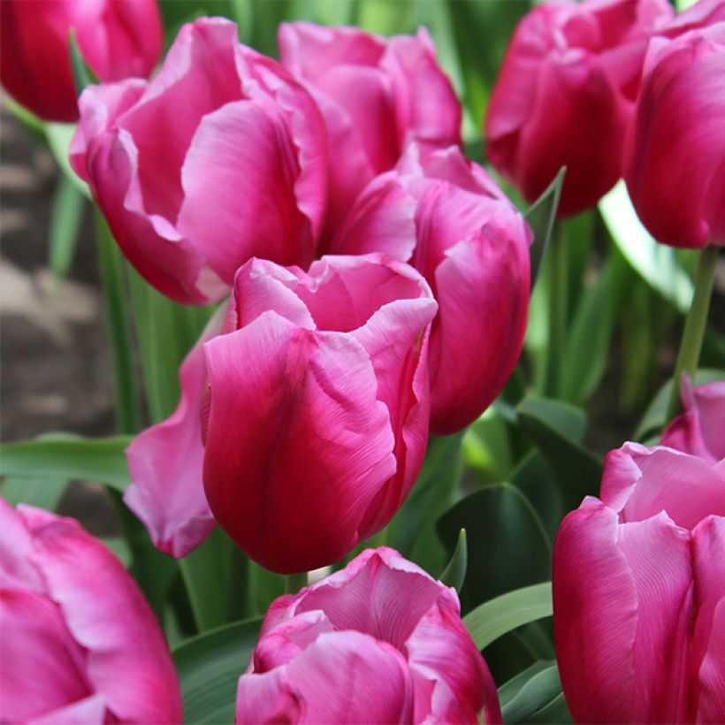 Triumph-Tulpe In Love (Blüte)