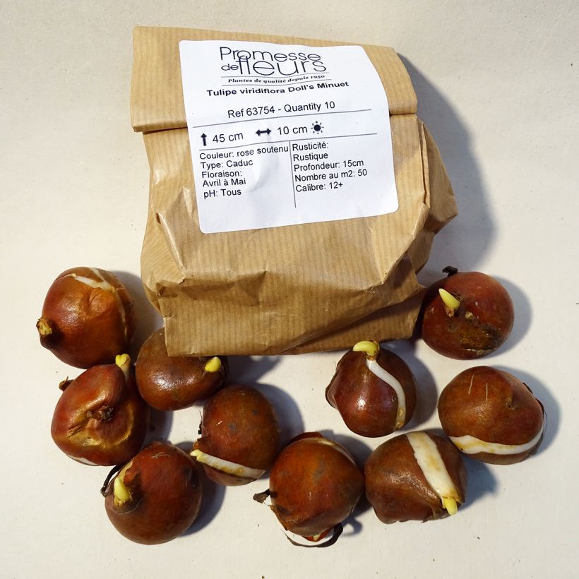 Beispiel eines Exemplars von Viridiflora-Tulpe Doll's Minuet Zwiebel Kaliber/Größe 11+ wie geliefert