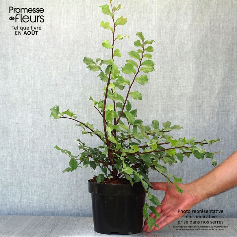Exemplar von Kork-Ulme - Ulmus minor suberosa Topf mit 3L/4L wie im Sommer geliefert