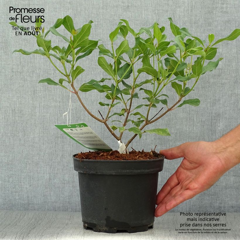 Exemplar von Immergrüner Kissen-Schneeball Jermyns Globe - Viburnum davidii Topf mit 3L/4L wie im Sommer geliefert