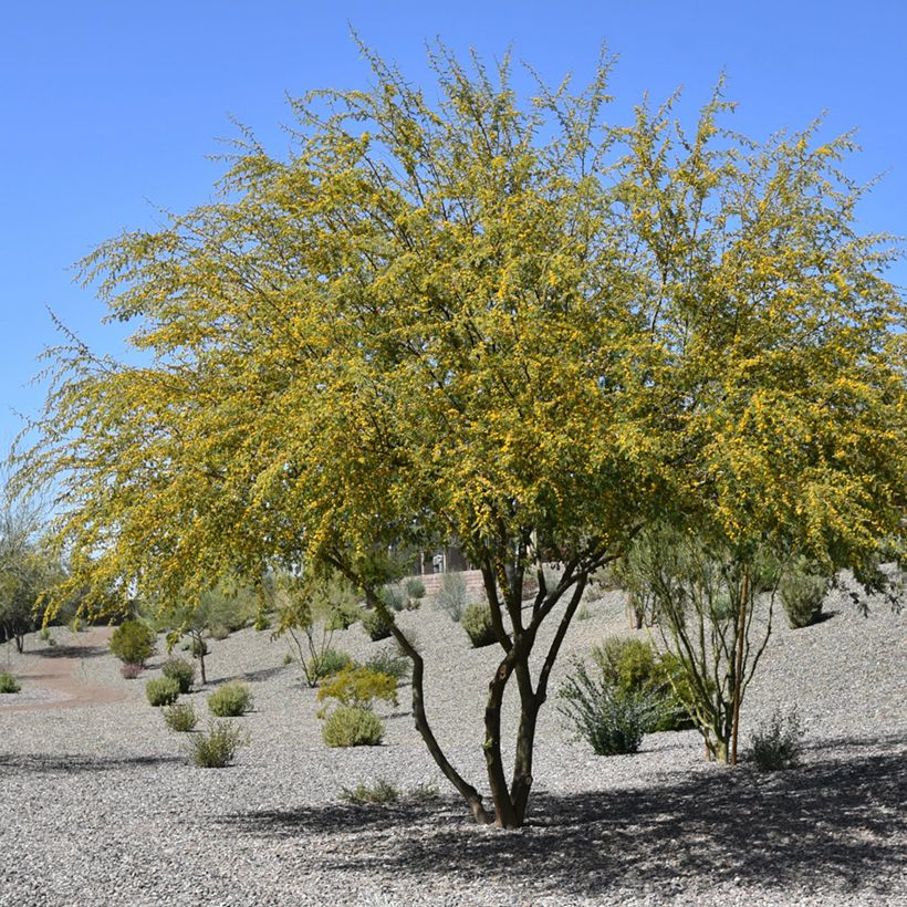 Süße Akazie - Vachellia farnesiana (Hafen)