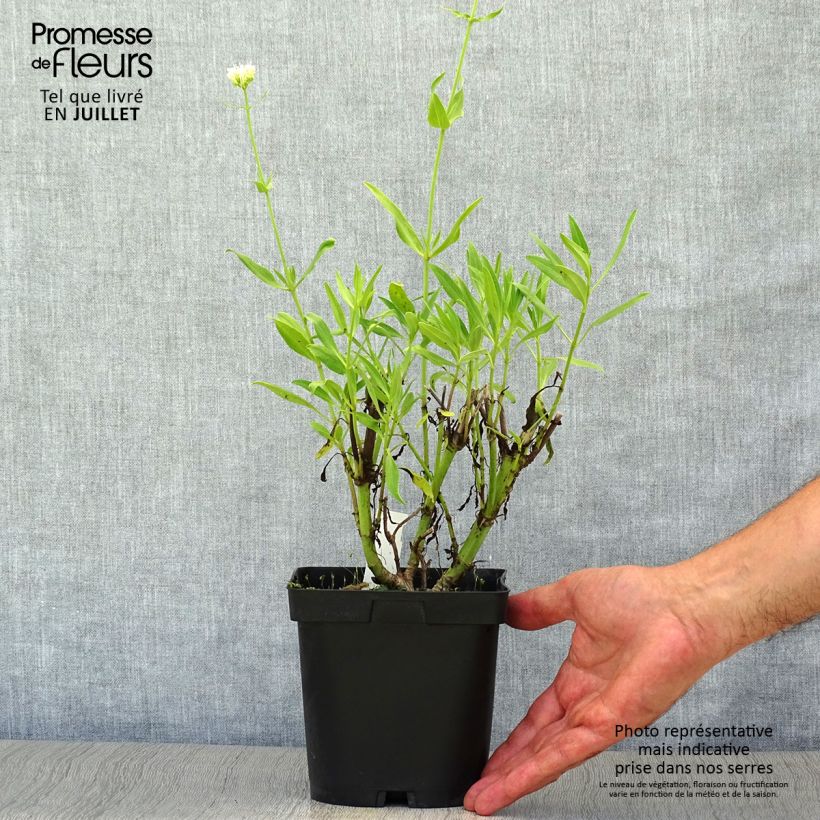 Exemplar von Weißblühende Spornblume Albus - Centranthus ruber Topf mit 2L/3L wie im Sommer geliefert
