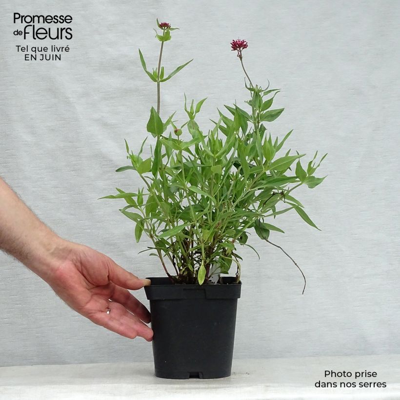 Exemplar von Rote Spornblume Coccineus - Centranthus ruber Topf mit 2L/3L wie im Sommer geliefert