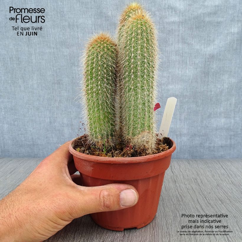 Exemplar von Vatricania guentheri - Säulenkaktus Topf 12 cm / 13 cm wie im Sommer geliefert