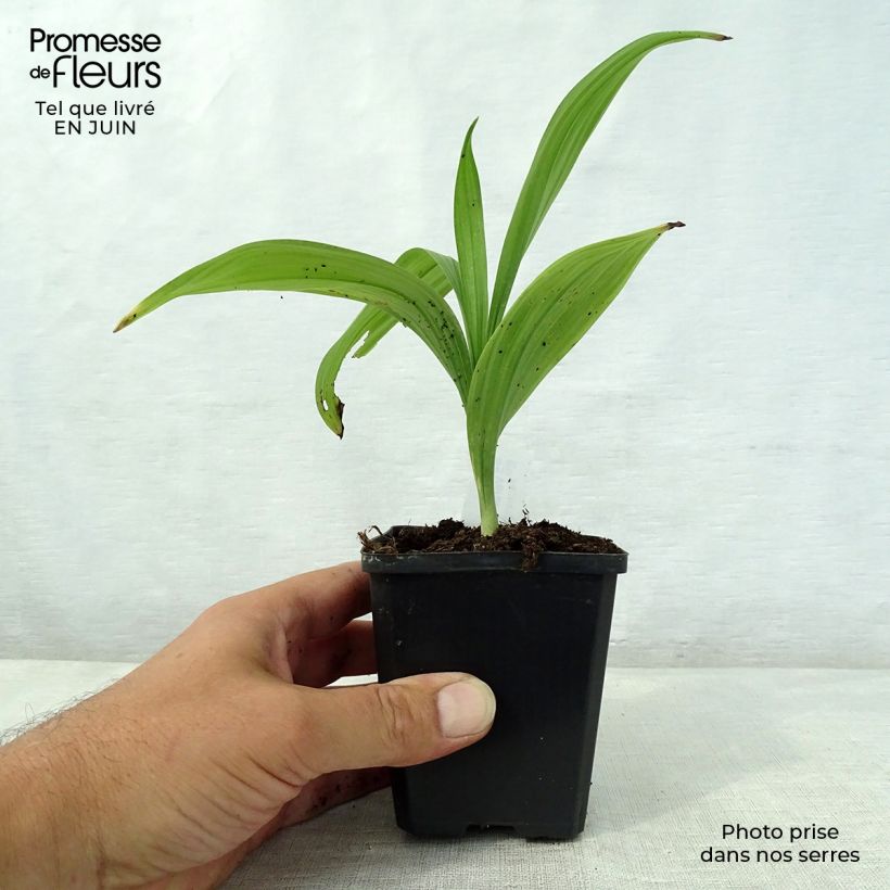 Exemplar von Veratrum nigrum - Schwarzer Germer Kleine Töpfe von 8/9 cm wie im Sommer geliefert