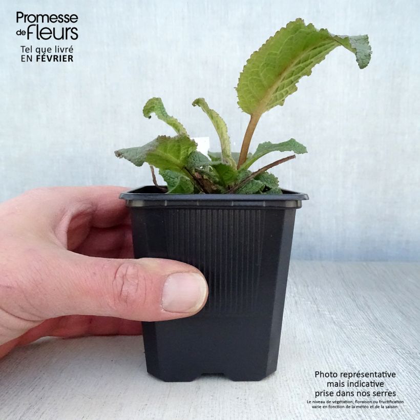 Exemplar von Verbascum Southern Charm - Königskerze Kleine Töpfe von 8/9 cm wie im Winter geliefert