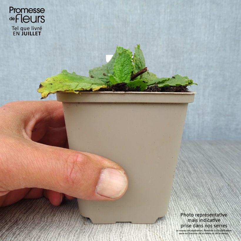 Exemplar von Verbascum phoeniceum Flush of White - Königskerze Kleine Töpfe von 8/9 cm wie im Sommer geliefert