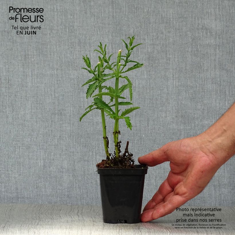 Exemplar von Verbena bonariensis Lollipop - Argentinisches Eisenkraut Kleine Töpfe von 8/9 cm wie im Sommer geliefert