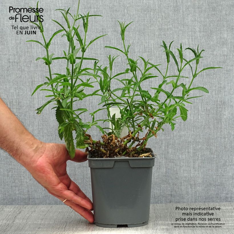 Exemplar von Verbena bonariensis Lollipop - Argentinisches Eisenkraut Topf mit 2L/3L wie im Sommer geliefert