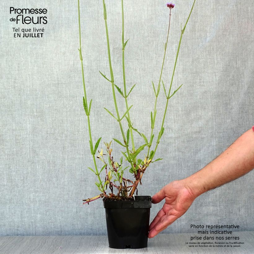 Exemplar von Verbena bonariensis - Argentinisches Eisenkraut Topf mit 2L/3L wie im Sommer geliefert