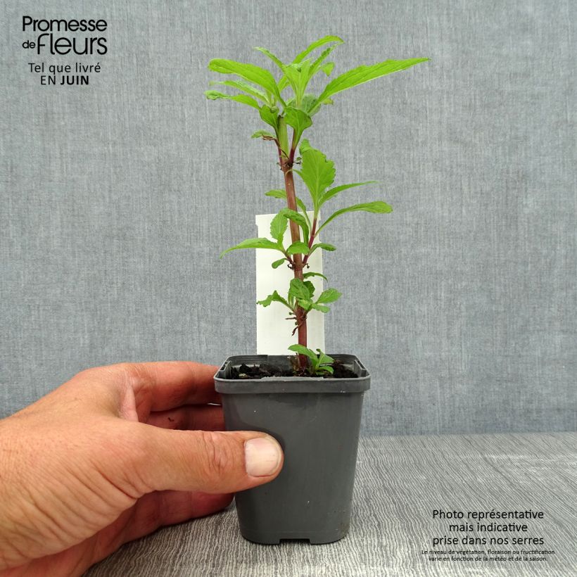 Exemplar von Verbena hastata Blue Spires - Lanzen-Eisenkraut Kleine Töpfe von 8/9 cm wie im Sommer geliefert