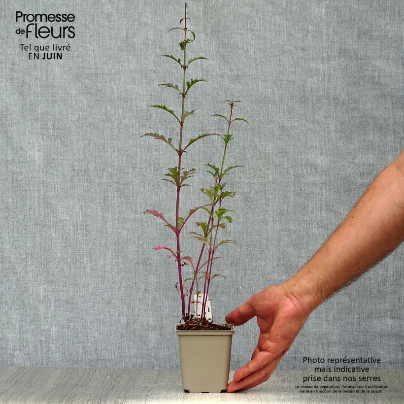 Exemplar von Echtes Eisenkraut Bampton - Verbena officinalis Kleine Töpfe von 8/9 cm wie im Sommer geliefert