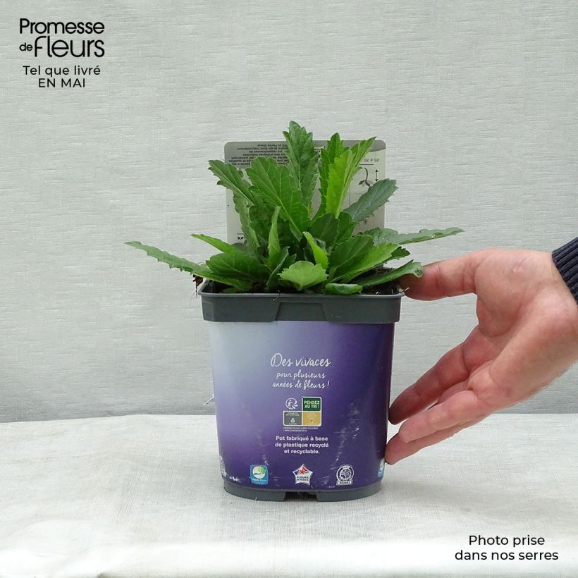 Exemplar von Verbena rigida Venosa - Steifes Eisenkraut Topf mit 2L/3L wie im Frühjahr geliefert