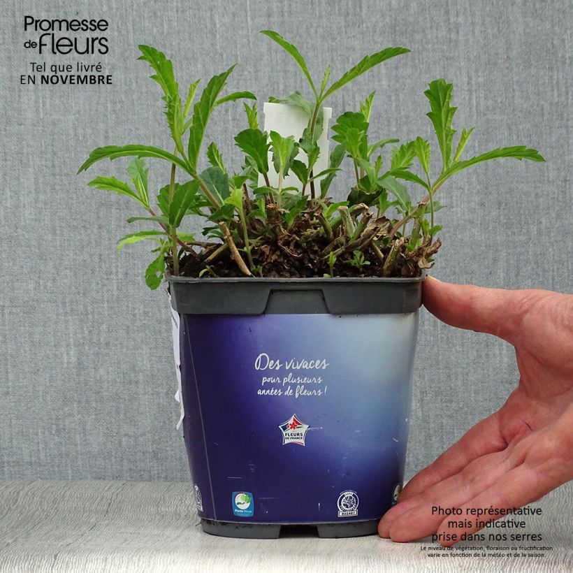 Exemplar von Verbena rigida Venosa - Steifes Eisenkraut Topf mit 2L/3L wie im Herbst geliefert