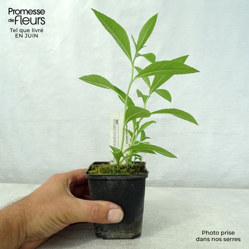 Exemplar von Vernonia crinita Vernonia crinita - Scheinaster Kleine Töpfe von 8/9 cm wie im Sommer geliefert