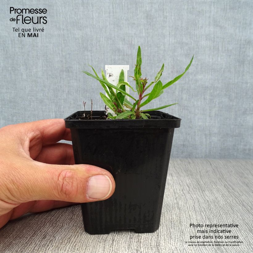 Exemplar von Vernonia lettermannii - Lettermanns Scheinaster Kleine Töpfe von 8/9 cm wie im Frühjahr geliefert