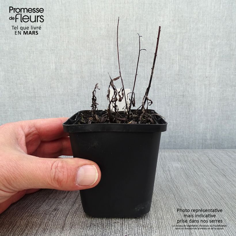 Exemplar von Vernonia lettermannii - Lettermanns Scheinaster Kleine Töpfe von 8/9 cm wie im Winter geliefert