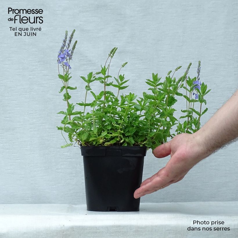 Exemplar von Veronica austriaca Royal Blue - Österreichischer Ehrenpreis Topf mit 2L/3L wie im Sommer geliefert
