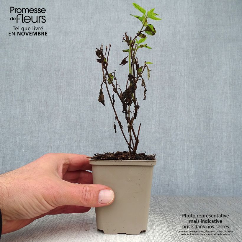 Exemplar von Langblättriger Ehrenpreis Lila Karina - Veronica longifolia Kleine Töpfe von 8/9 cm wie im Herbst geliefert