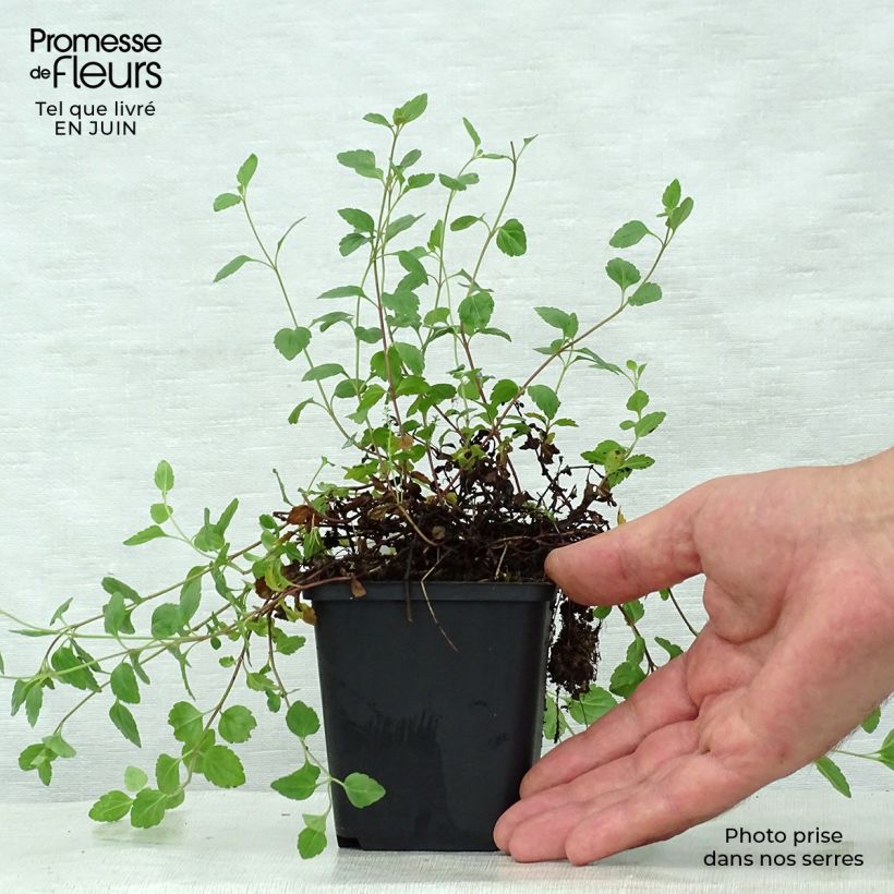 Exemplar von Ehrenpreis Madame Mercier - Veronica petraea Kleine Töpfe von 8/9 cm wie im Sommer geliefert