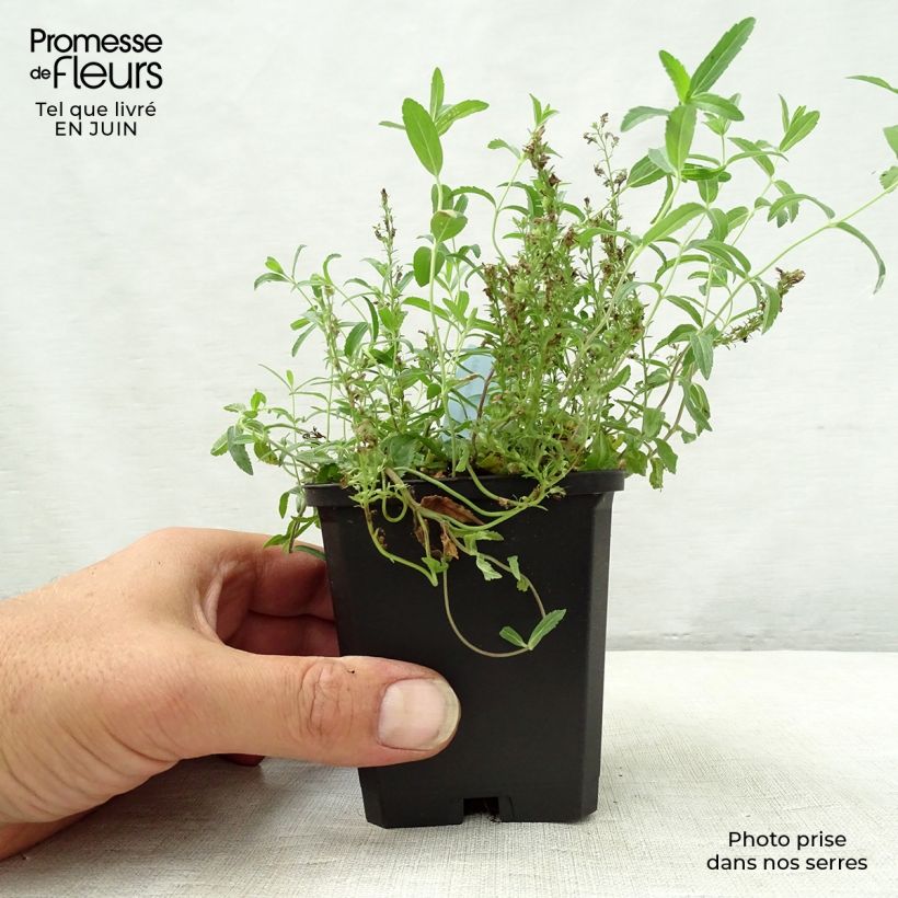 Exemplar von Niederliegender Ehrenpreis - Veronica prostrata Kleine Töpfe von 8/9 cm wie im Sommer geliefert