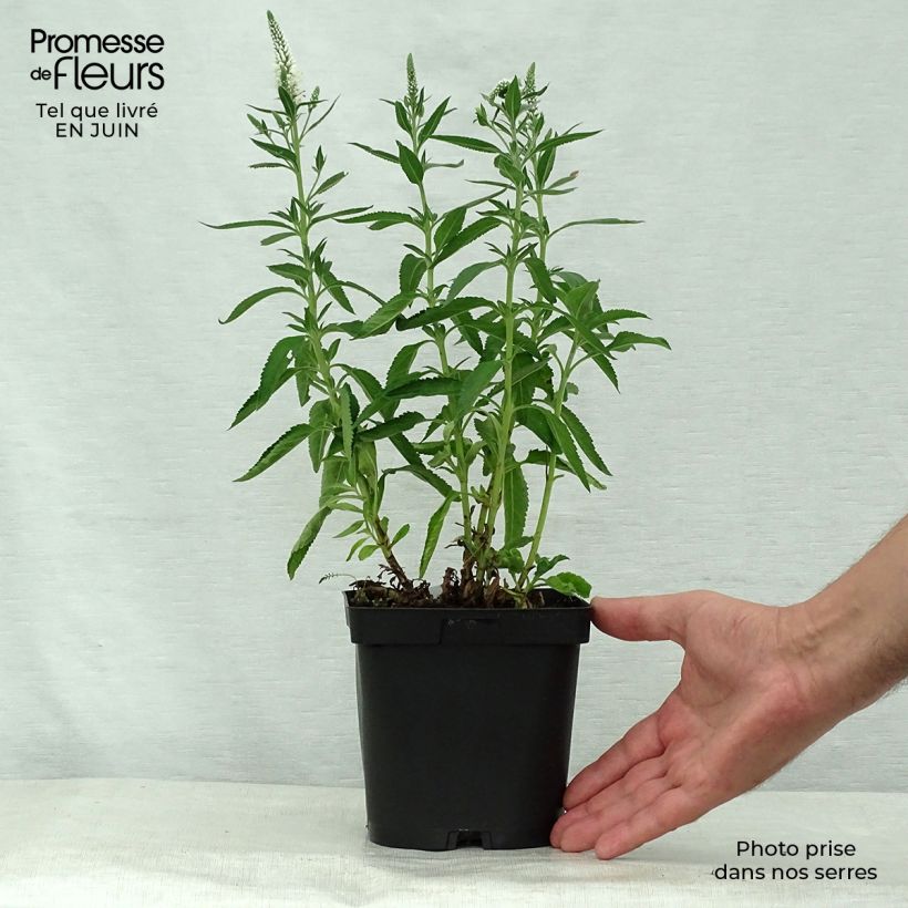 Exemplar von Ähriger Ehrenpreis Alba - Veronica spicata Topf mit 2L/3L wie im Sommer geliefert