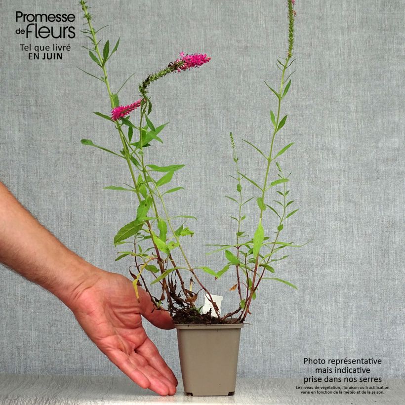 Exemplar von Ähriger Ehrenpreis Rotfuchs - Veronica spicata Kleine Töpfe von 8/9 cm wie im Sommer geliefert