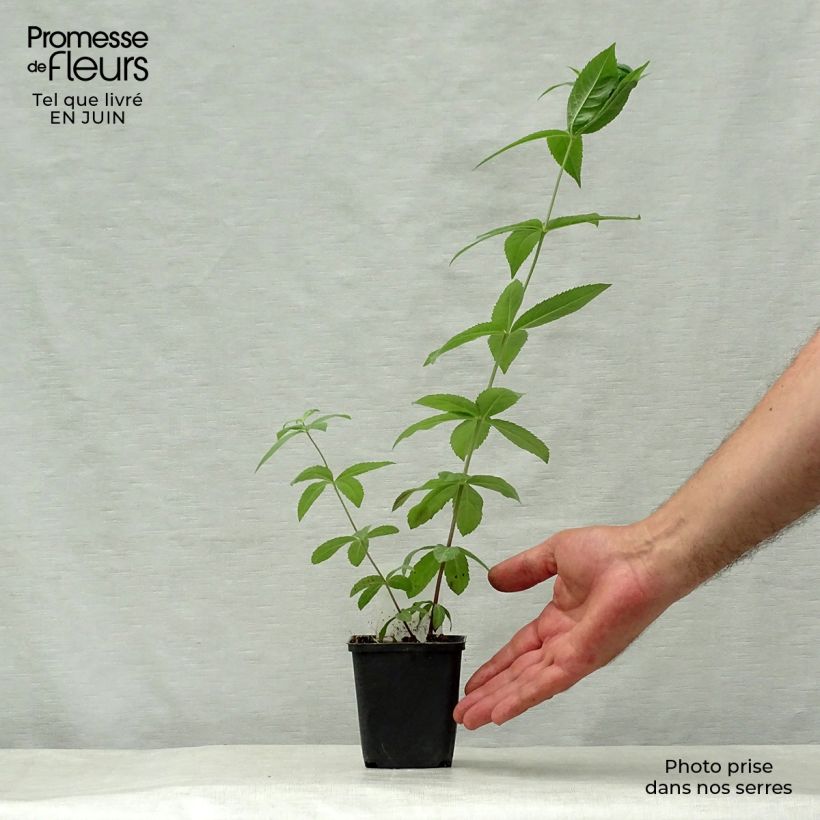 Exemplar von Veronicastrum virginicum Adoration - Virginischer Arzneiehrenpreis Kleine Töpfe von 8/9 cm wie im Sommer geliefert