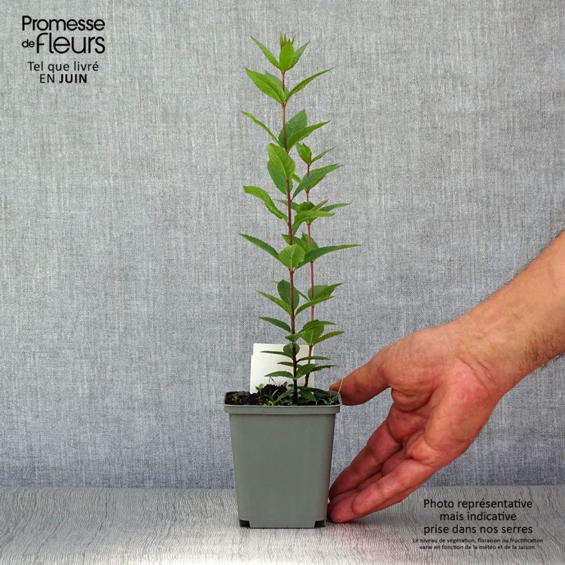 Exemplar von Veronicastrum virginicum Erica - Virginischer Arzneiehrenpreis Kleine Töpfe von 8/9 cm wie im Sommer geliefert