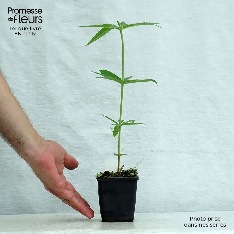 Exemplar von Veronicastrum virginicum Lavendelturm - Virginischer Arzneiehrenpreis Kleine Töpfe von 8/9 cm wie im Sommer geliefert