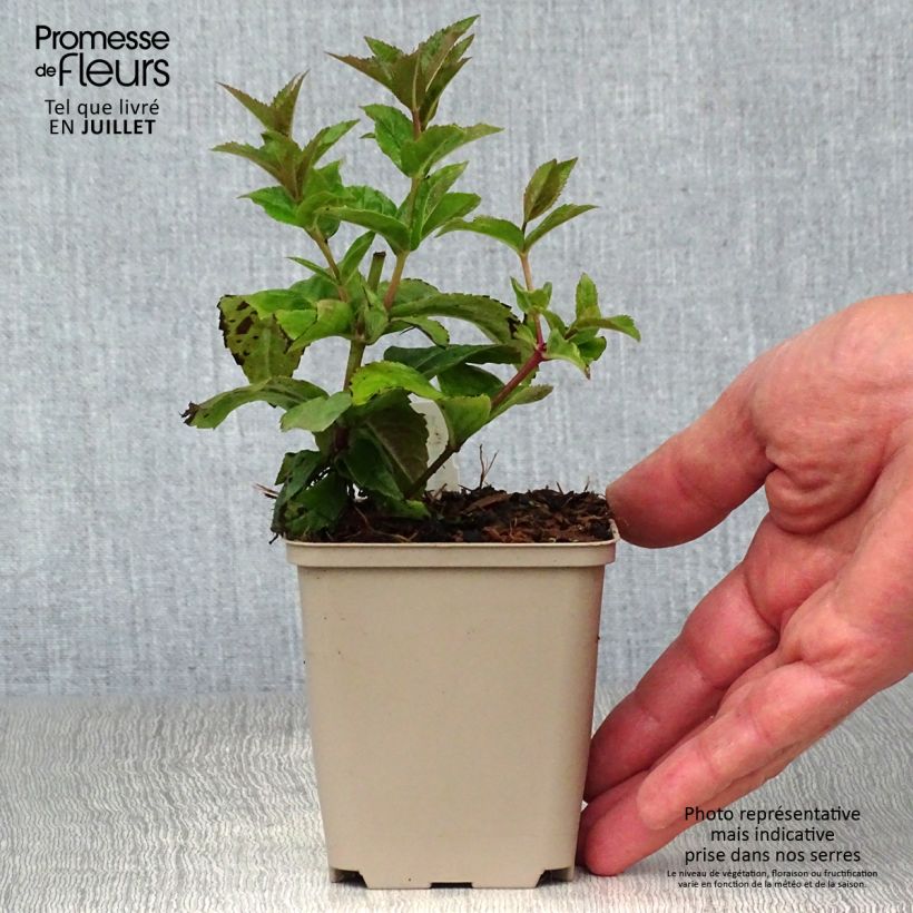Exemplar von Veronicastrum virginicum Red Arrows - Virginischer Arzneiehrenpreis Kleine Töpfe von 8/9 cm wie im Sommer geliefert
