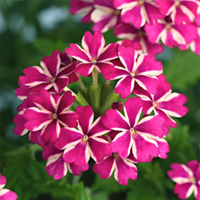 Verbene Estrella Merlot Star. (Blüte)