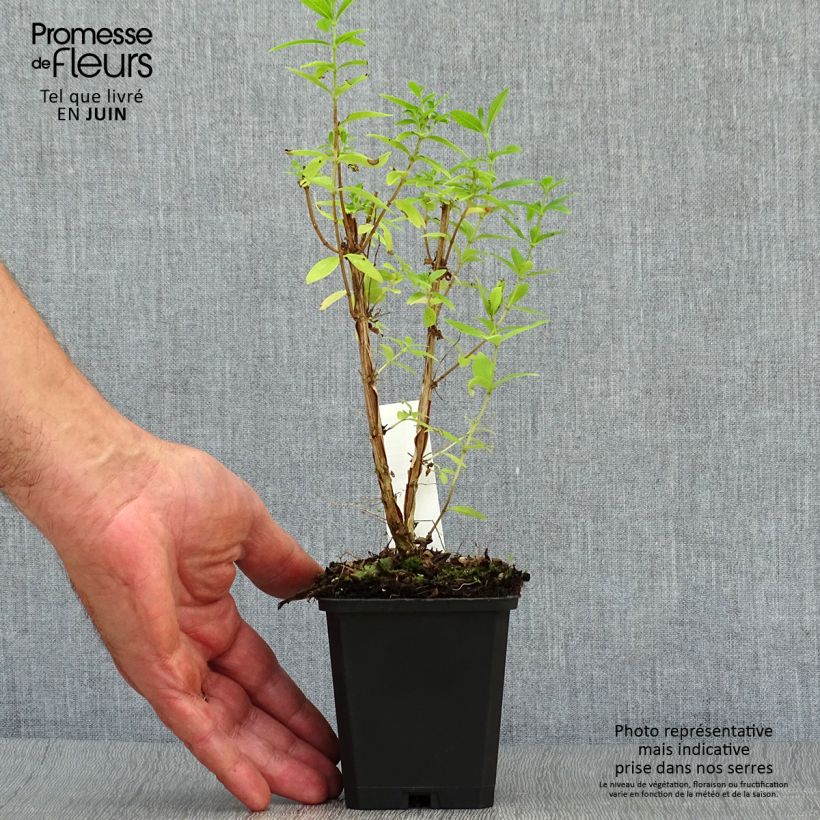 Exemplar von Zitronenstrauch - Aloysia triphylla Kleine Töpfe von 7/8 cm wie im Sommer geliefert