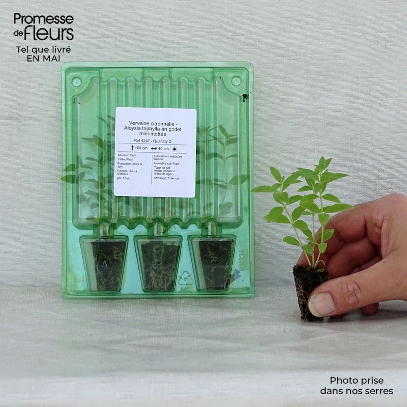 Exemplar von Zitronenstrauch - Aloysia triphylla Mini-Plug Ø 1,5/2,5 cm wie im Frühjahr geliefert