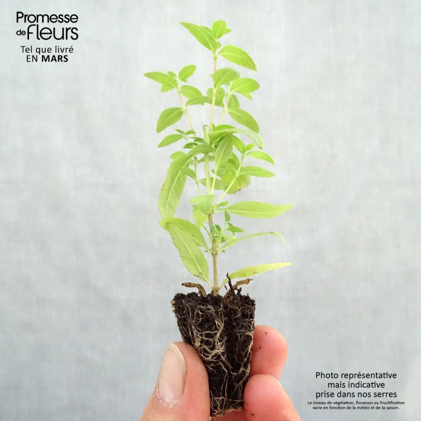 Exemplar von Zitronenstrauch Bio - Aloysia citriodora Mini-Plug Ø 3/4 cm wie im Frühjahr geliefert