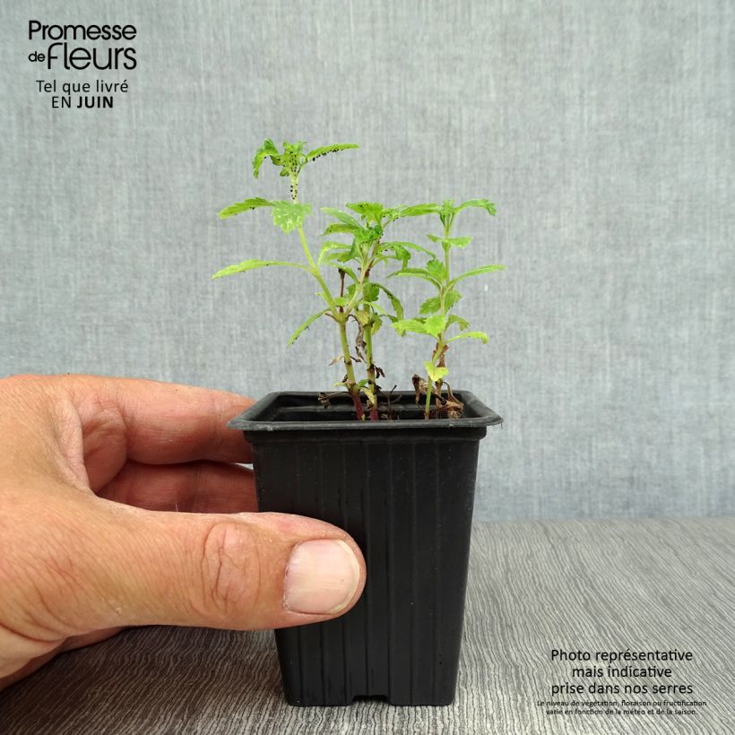 Exemplar von Echtes Eisenkraut Bio - Verbena officinalis Kleine Töpfe von 7/8 cm wie im Sommer geliefert