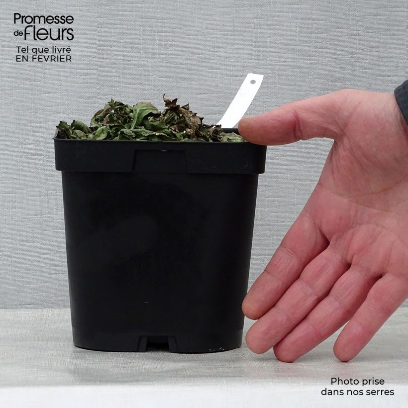 Exemplar von Echtes Eisenkraut - Verbena officinalis Topf mit 2L/3L wie im Winter geliefert