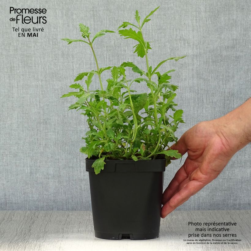 Exemplar von Echtes Eisenkraut - Verbena officinalis Topf mit 2L/3L wie im Frühjahr geliefert